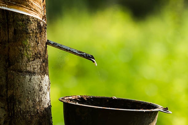 Thị trường cao su ngày 10/1: Giá tại Nhật Bản giảm phiên thứ hai liên tiếp