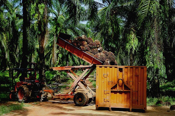 TT dầu thực vật ngày 28/1: Giá dầu cọ tại Malaysia tăng phiên thứ ba liên tiếp