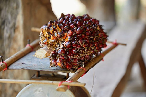 TT dầu thực vật ngày 29/1: Giá dầu cọ tại Malaysia tăng tiếp do đà khởi sắc của dầu thực vật cạnh tranh