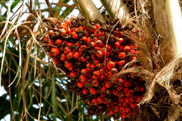 TT dầu thực vật ngày 21/1: Giá dầu cọ tăng phiên thứ hai liên tiếp