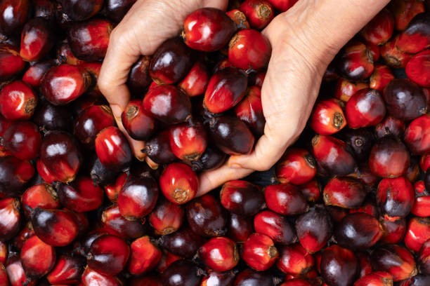 TT dầu thực vật ngày 10/2: Thị trường đang chờ đợi công bố dữ liệu từ MPOB