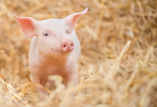 Giá heo hơi hôm nay 13/5: Sơn La và Thanh Hoá tăng nhẹ 1.000 đồng/kg