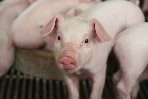 Giá heo hơi hôm nay 2/3: Tiếp đà giảm, nhiều địa phương xuống còn 68.000 đồng/kg