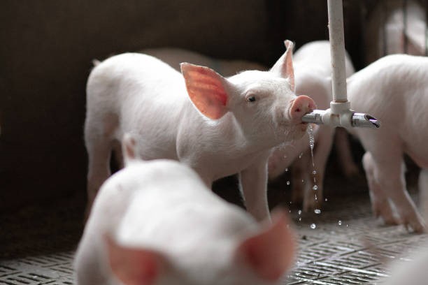 Giá heo hơi hôm nay 15/1: Tiếp đà tăng tại miền Trung và miền Nam