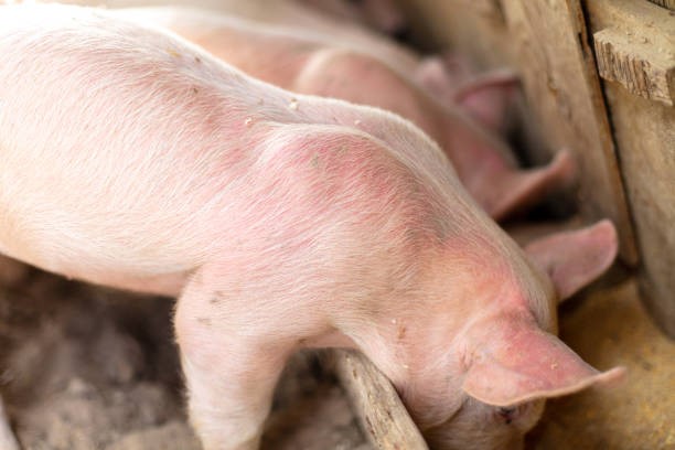 Giá heo hơi hôm nay 26/2: Nhiều địa phương giảm 1.000 - 2.000/kg, thị trường giao dịch ở 69.000 - 72.000 đồng/kg