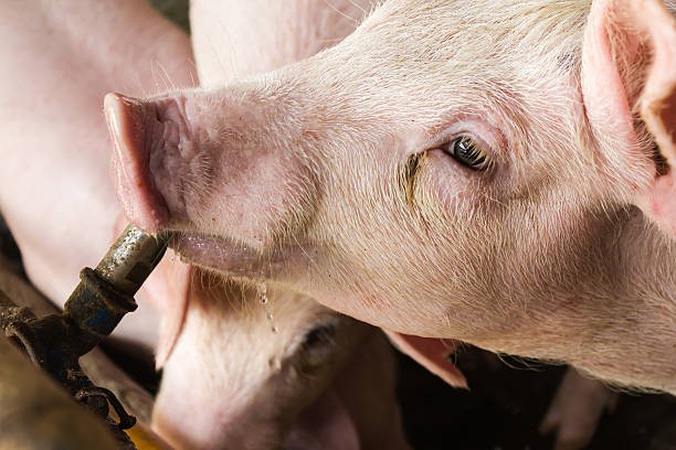 Giá heo hơi hôm nay 5/3: Tiếp đà giảm mạnh, có nơi giao dịch ở mức 63.000 đồng/kg