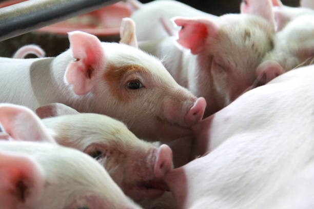 Giá heo hơi hôm nay 13/3: Thị trường biến động trái chiều