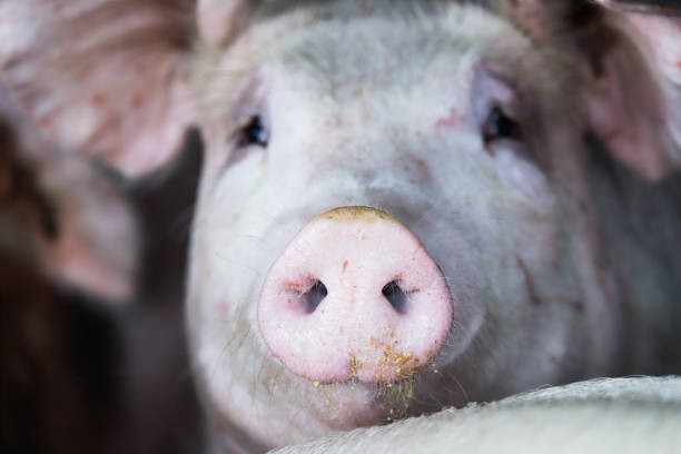 Giá heo hơi hôm nay 31/3: Thị trường xuống mức 60.000 đồng/kg