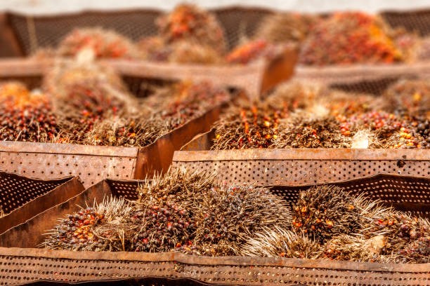 TT dầu thực vật ngày 26/1: Giá dầu cọ tăng do được hỗ trợ bởi dữ liệu xuất khẩu khả quan