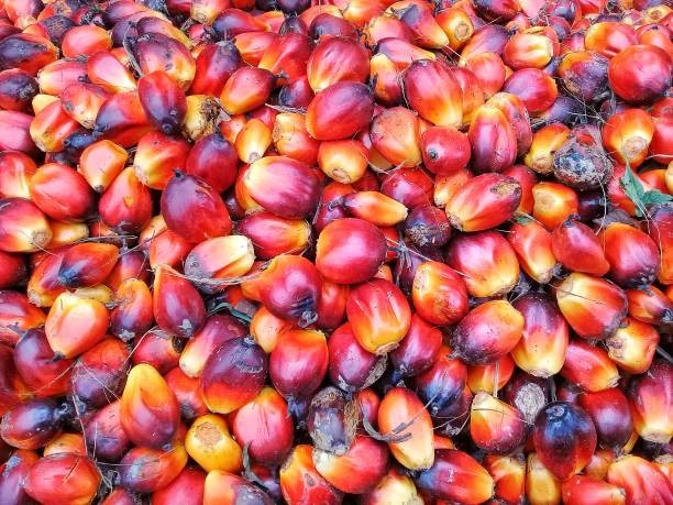 Dự báo giá dầu cọ trung bình của Malaysia sẽ giảm trong năm 2026 