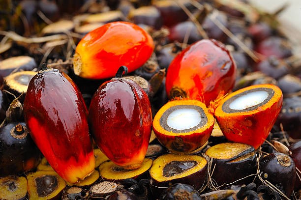 Indonesia có thể tăng thuế xuất khẩu dầu cọ để hỗ trợ mở rộng chương trình nhiên liệu sinh học