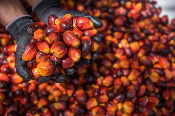 TT dầu thực vật ngày 30/1: Giá dầu cọ tại Malaysia dứt đà tăng khi các nhà đầu tư chốt lời