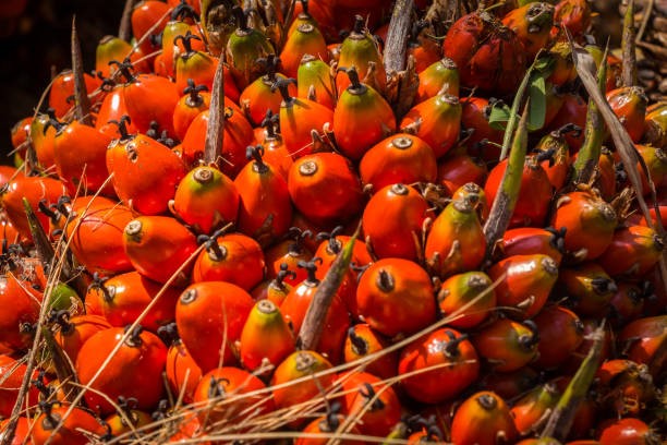 TT dầu thực vật ngày 20/1: Giá dầu cọ tăng do dự đoán sản lượng giảm