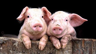 Thông tin cảnh báo về việc xuất khẩu lợn sống sang Trung Quốc