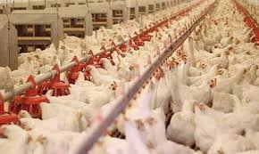 Trung Quốc phê duyệt nhập khẩu gia cầm sống từ Mỹ