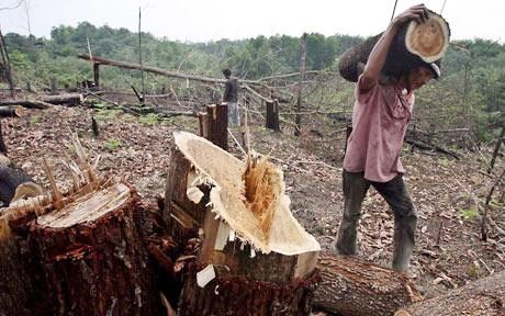 Dự kiến giảm 10% thuế khai thác gỗ tự nhiên
