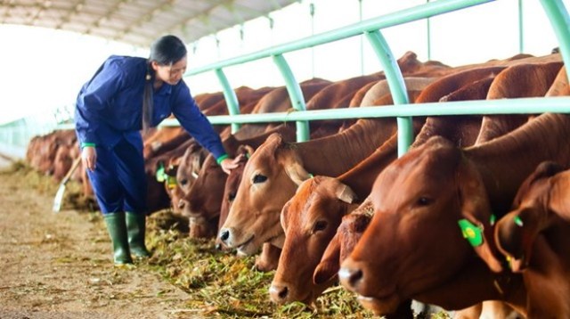 HAGL Agrico: 2015 doanh thu bán bò đạt 3.000 tỷ đồng