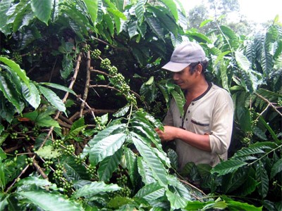 Xuất khẩu cà phê giảm mạnh 6 tháng đầu năm 