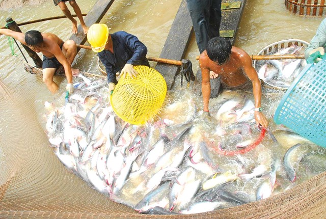 Bộ Nông nghiệp quyết giữ tỷ lệ mạ băng cá tra 10%