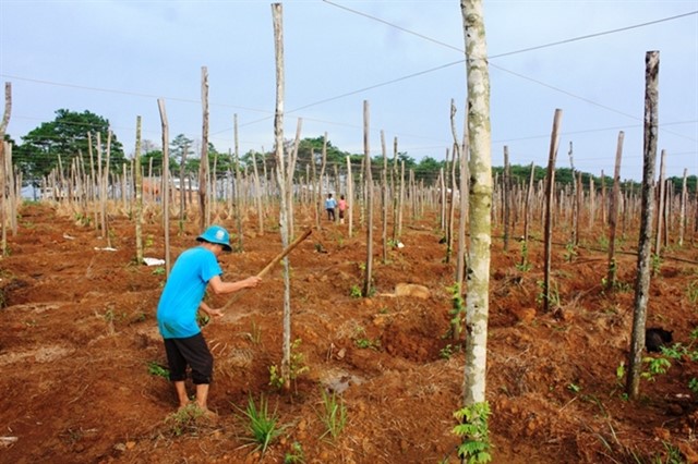 Tiếp tục lên cơn sốt trồng tiêu