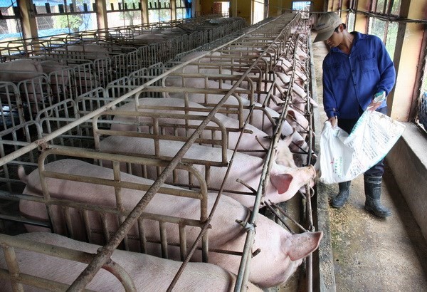 Ngành chăn nuôi trước ngưỡng cửa hội nhập: Giải bài toán về năng suất
