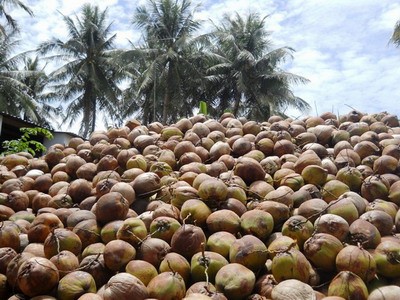 Trái dừa, cau Việt lại lao đao vì tư thương Trung Quốc 