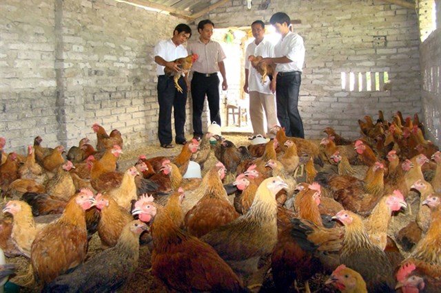 Bộ Nông nghiệp cử cán bộ đi học nuôi gà ở Thái Lan