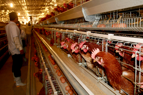 Chi phí sản xuất gà Việt Nam cao nhất Châu Á