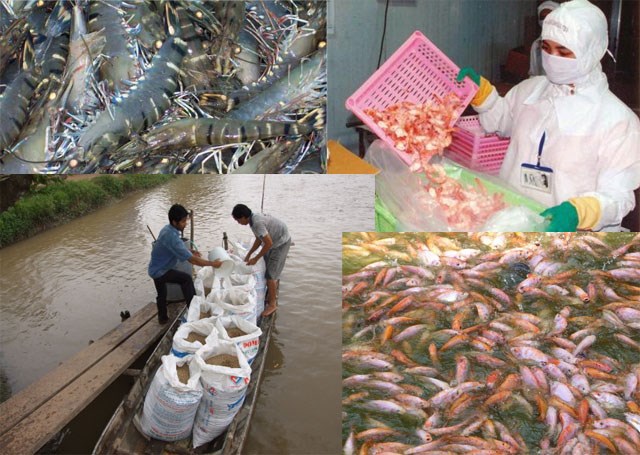 “Xuất khẩu thủy sản giảm đừng đổi lỗi cho Trung Quốc”