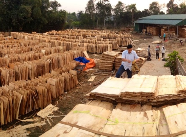 Nghi án doanh nghiệp xuất khẩu gỗ ván bóc sang Trung Quốc trốn thuế 