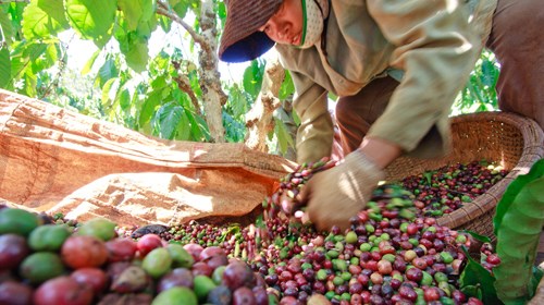 Cà phê Việt Nam trước sức ép giảm giá của Brazil