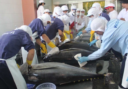 Xuất khẩu cá ngừ sang Mỹ và ASEAN tiếp tục tăng