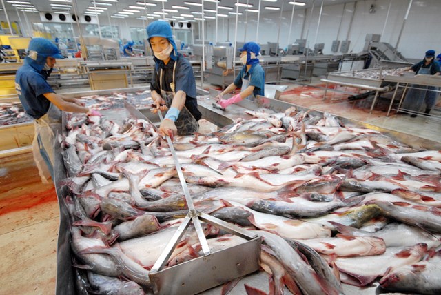 Xuất khẩu cá tra sang Tây Ban Nha giảm 45%