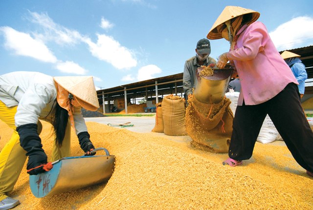 Một doanh nghiệp Hungary muốn mua 200 tấn gạo Việt Nam