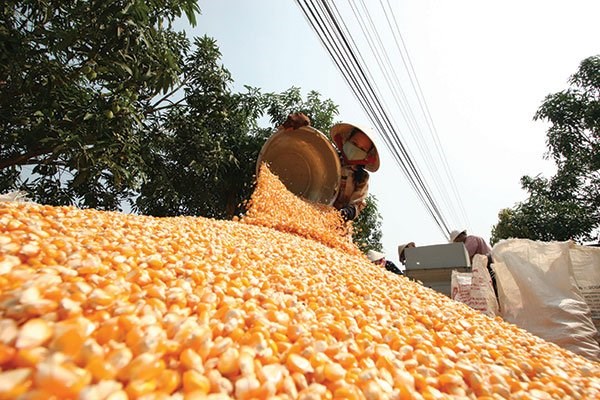 Vào TPP, Việt Nam vẫn nhập 70% nguyên liệu thức ăn chăn nuôi