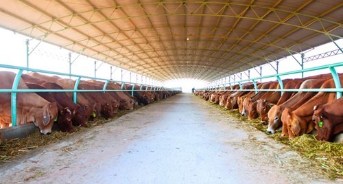 HAGL Agrico quý II/2015 lãi 487 tỷ đồng, gấp hơn 2 lần cùng kỳ nhờ bán bò