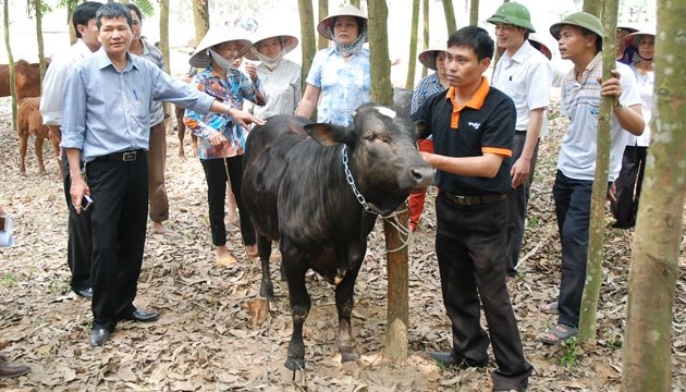 IPO doanh nghiệp độc quyền giống bò siêu thịt tại Hà Nội