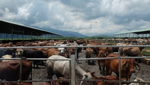 Khám phá trang trại nuôi bò - “nồi cơm” chính của HAGL