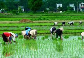 Tình hình sản xuất nông nghiệp Quý I/2016