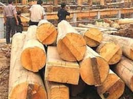 Nhập khẩu gỗ nguyên liệu cần quan tâm đến nguồn gốc