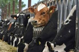Giá bán gia súc sống của Australia giảm mạnh tại Việt Nam