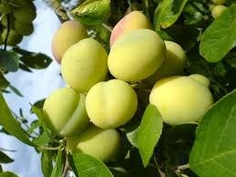 Mận cơm Lạng Sơn được giá