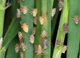 Dự báo sâu bệnh tổng hợp trong tuần (18.07.2016)