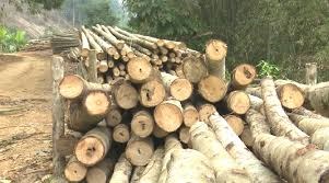 Việt Nam, EU hoàn tất đàm phán hiệp định chống khai thác gỗ trái phép