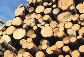 Giá gỗ nguyên liệu nhập khẩu tuần từ 10/4 đến 13/4/2017