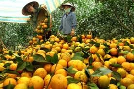 Cam đầu mùa: Giá giảm mạnh 