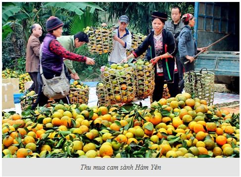 Nông sản Tuyên Quang đến thủ đô