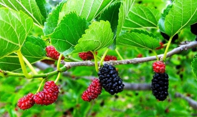 TT trái cây tuần qua: Giá biến động ở cả trong nước và thế giới 