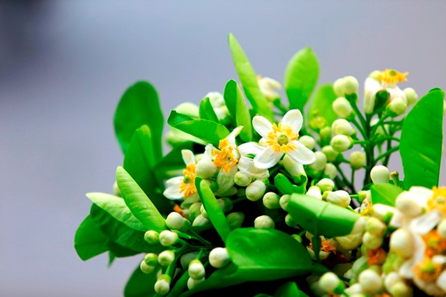 TT rau quả tuần qua: Giá tỏi Lý Sơn giảm, hoa bưởi tăng mạnh 