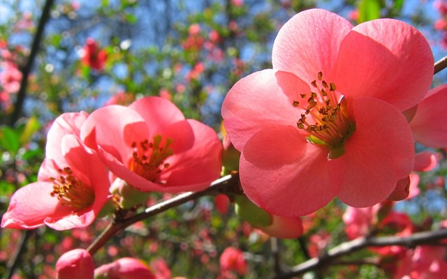 TT hoa cây cảnh những ngày sắp Tết: Sôi động trên khắp cả nước 